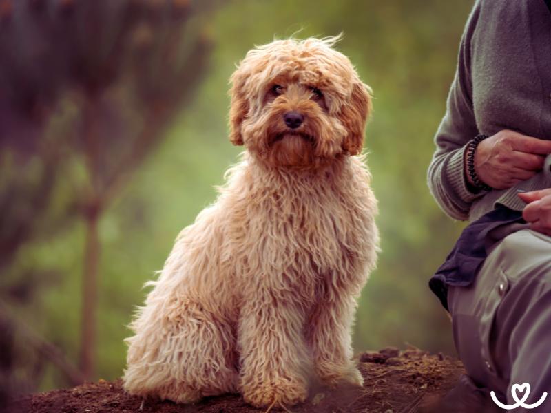 Psi-plemeno-cavapoo (10)